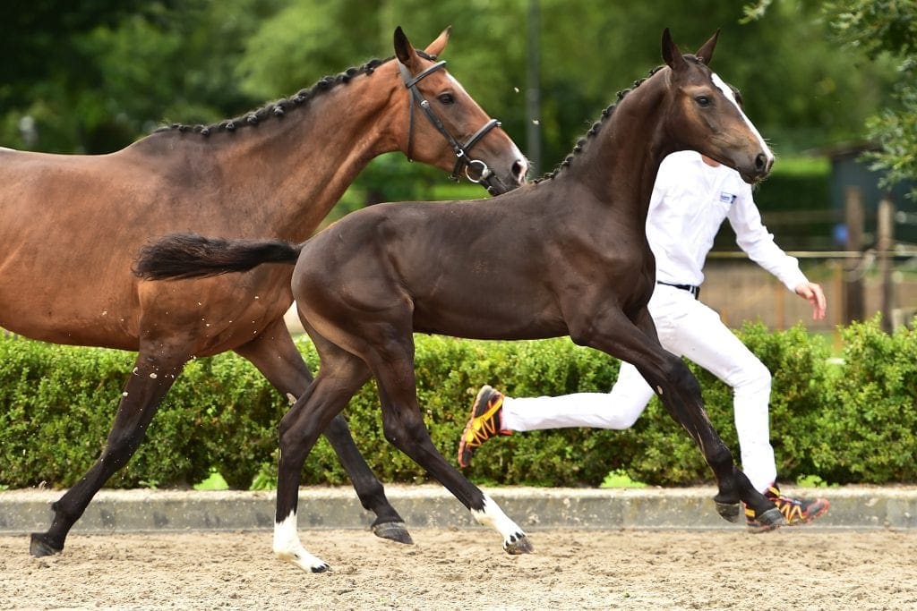 stallion