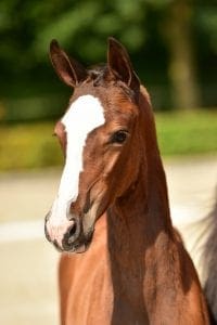 Balou du Rouet x Cantos x Voltaire