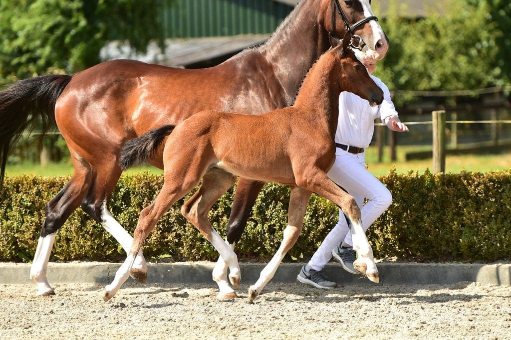 stallion