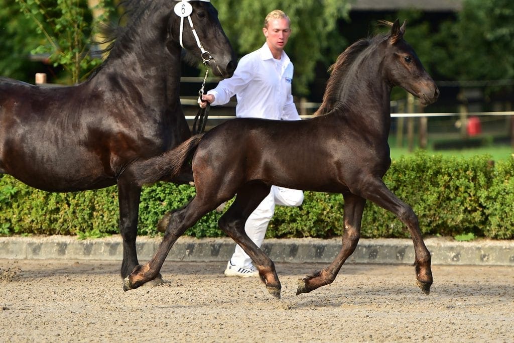 stallion