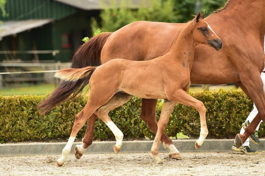 stallion