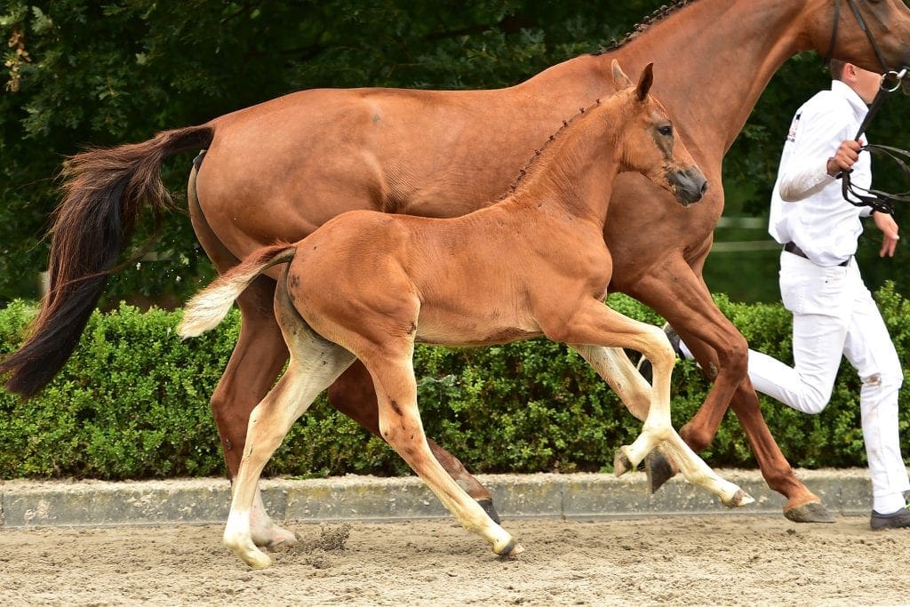 stallion