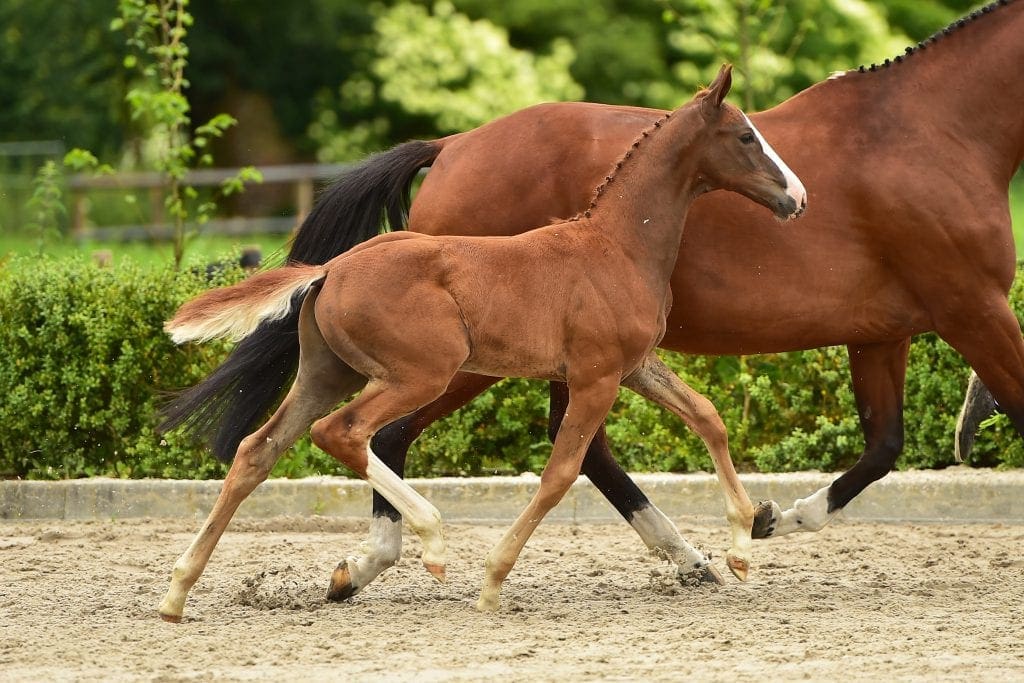 stallion
