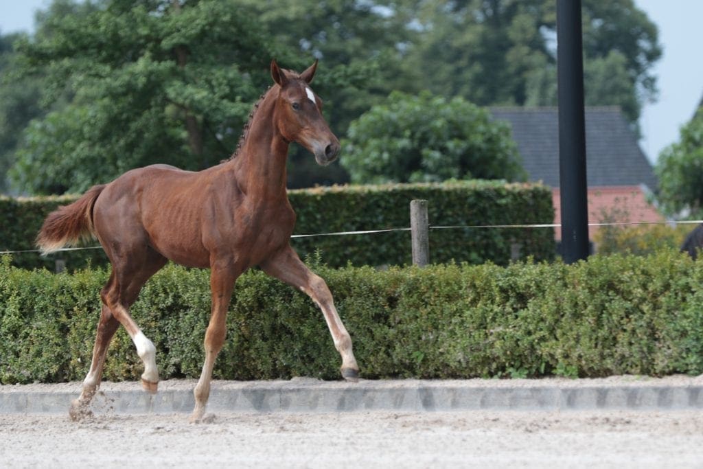 stallion