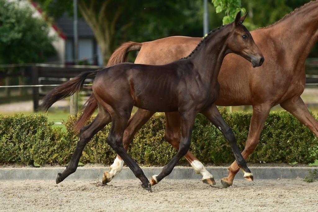 stallion