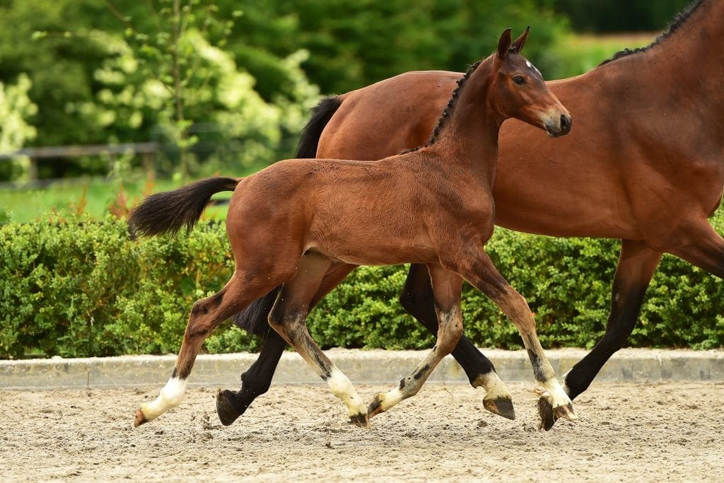 stallion