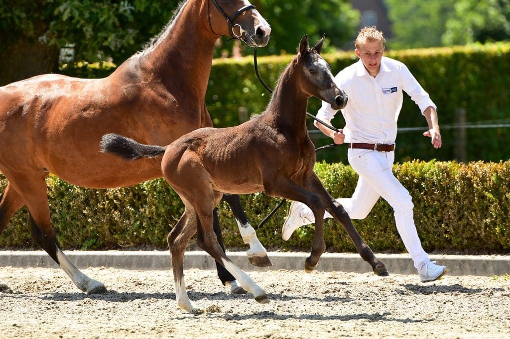 stallion