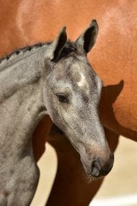 Cornet Obolensky x Up to Date x Balougran Z
