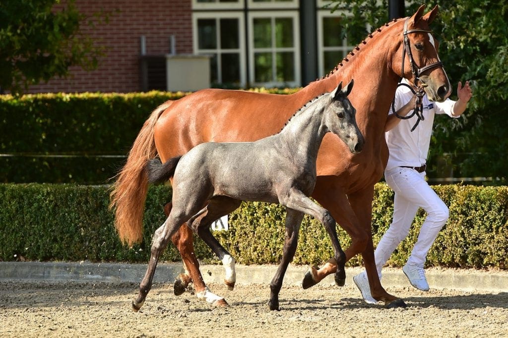 stallion