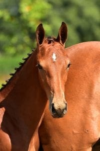 Cornet Obolensky x Verdi x Emilion