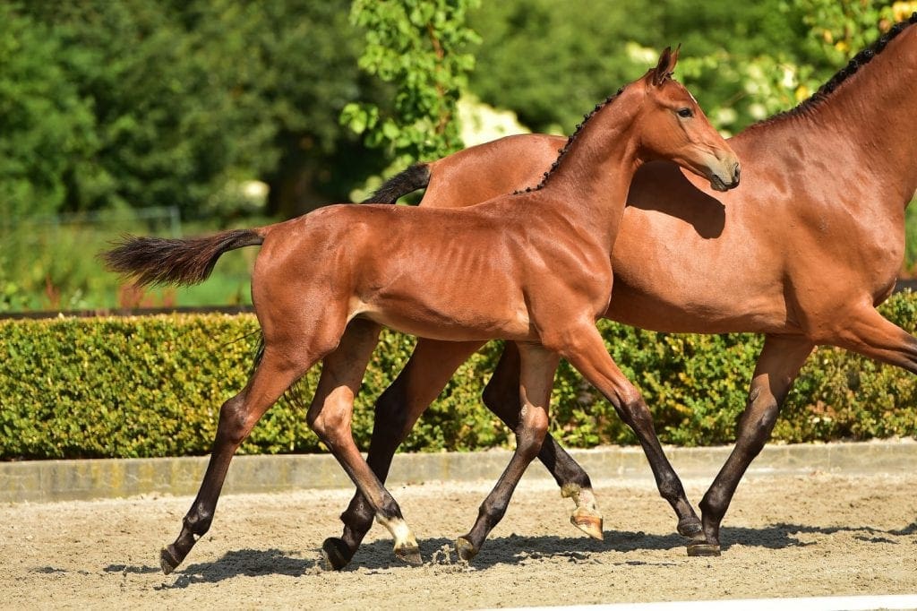 stallion