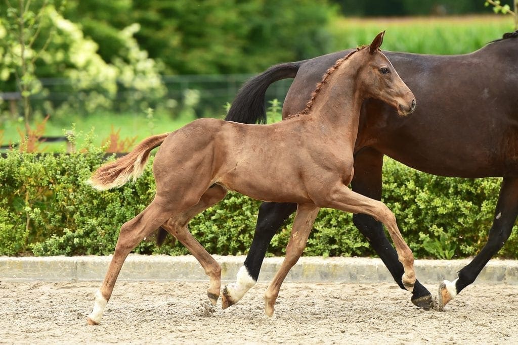 Veilingtopper Mister Red Texel goedgekeurd bij Westfalen!
