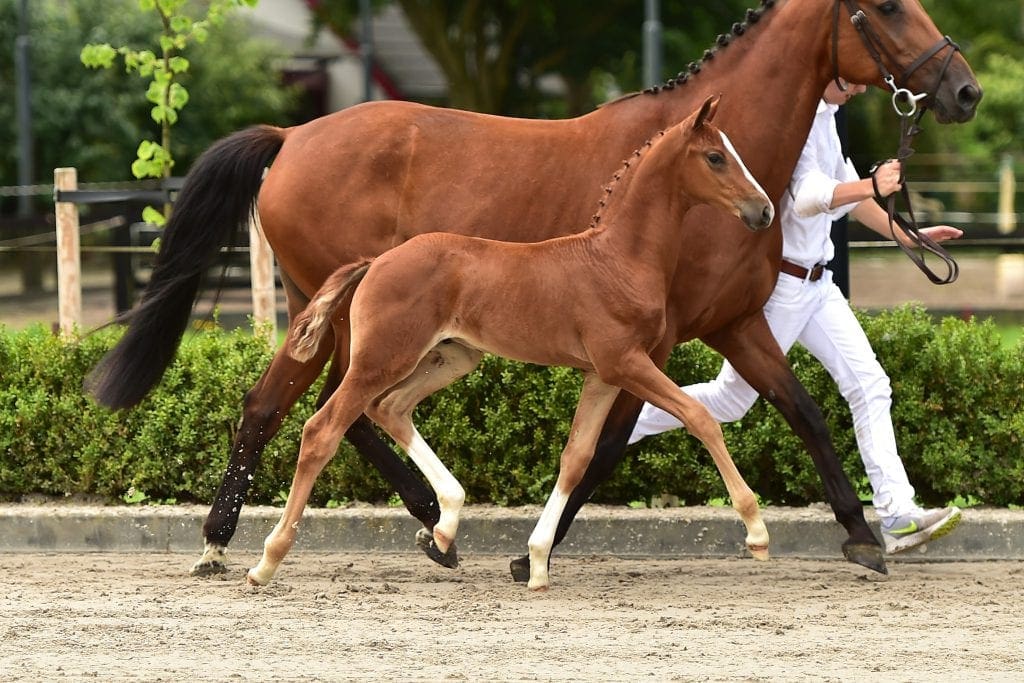 stallion