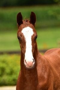 Dettori x Houston x Colway Bold xx