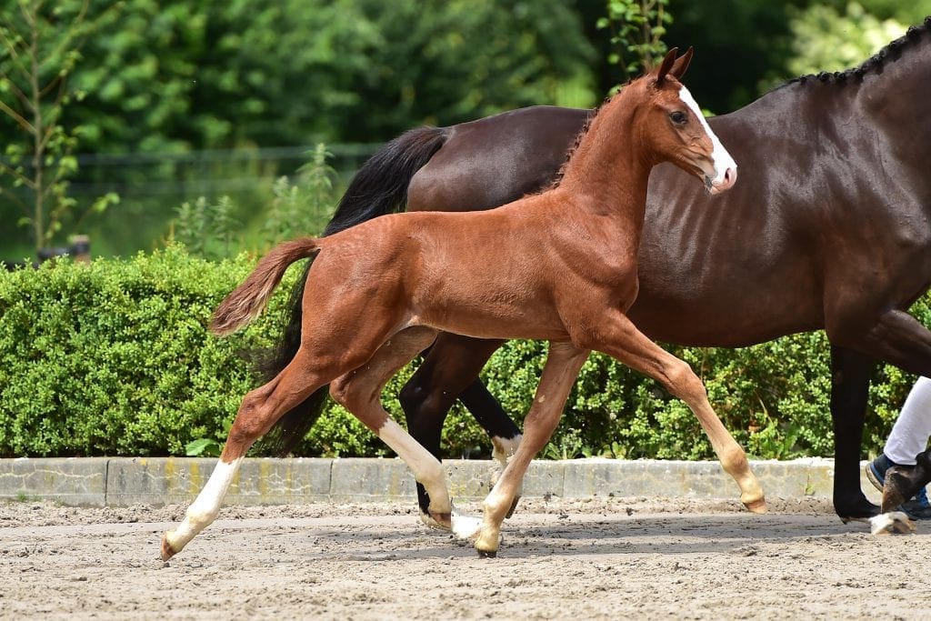 stallion