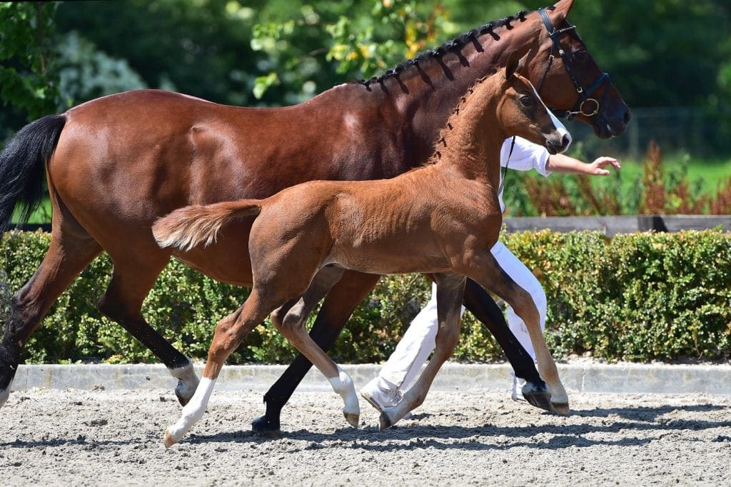stallion