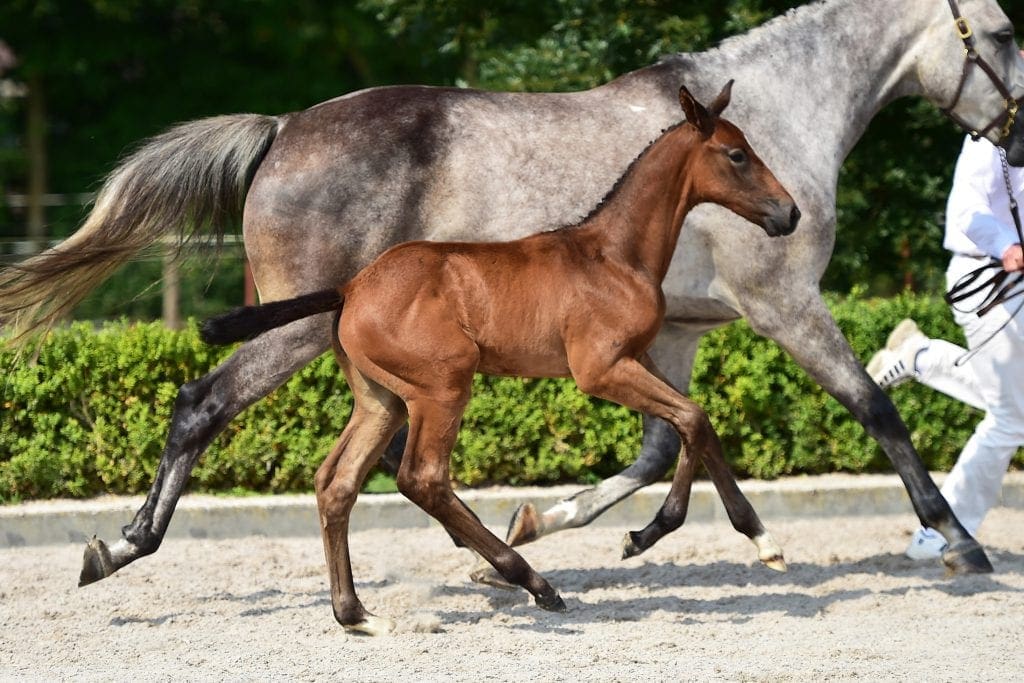 stallion