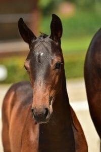 Diamant de Semilly x Querlybet Hero x Heartbreaker
