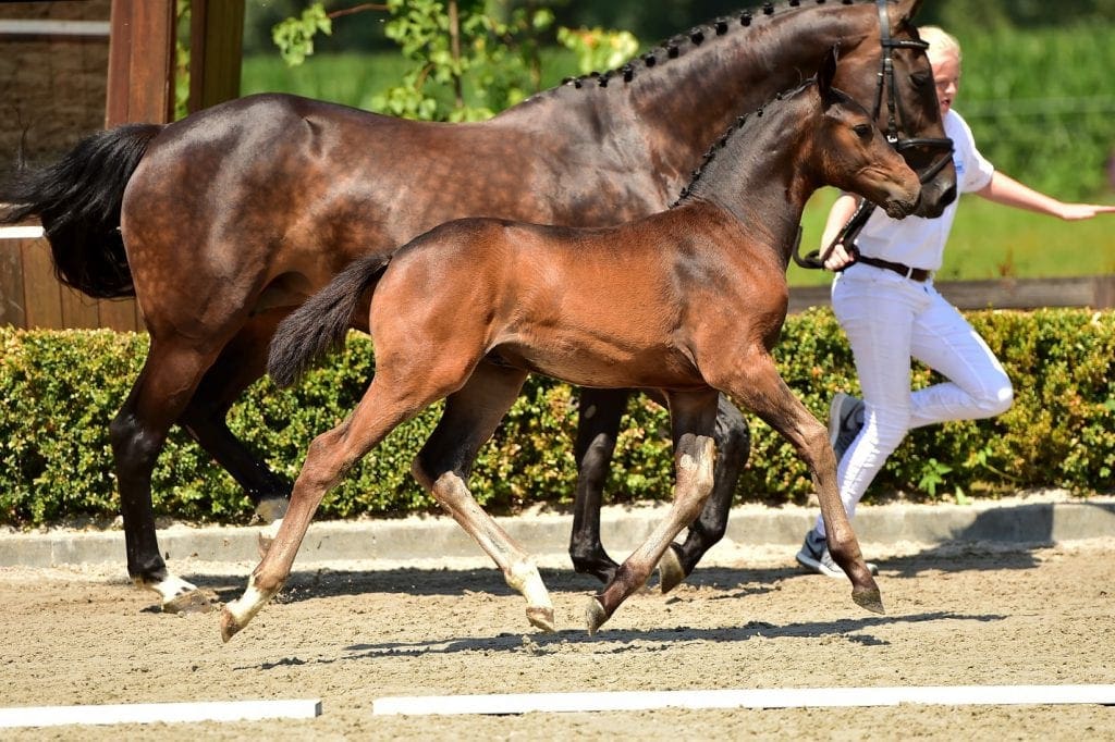 stallion