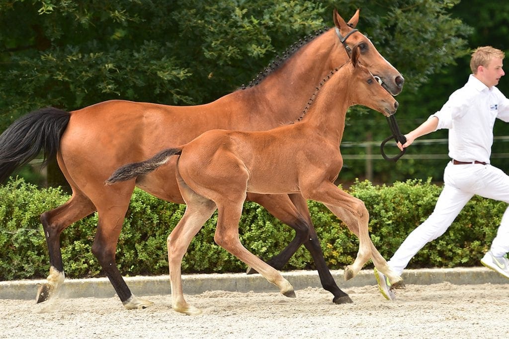 stallion