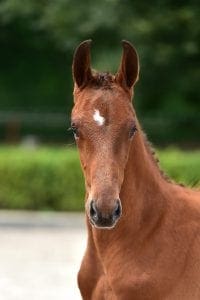 Eldorado van de Zeshoek x Heartbreaker x Renville