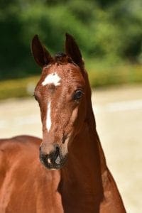 Eldorado van de Zeshoek x Padinus x Libero H