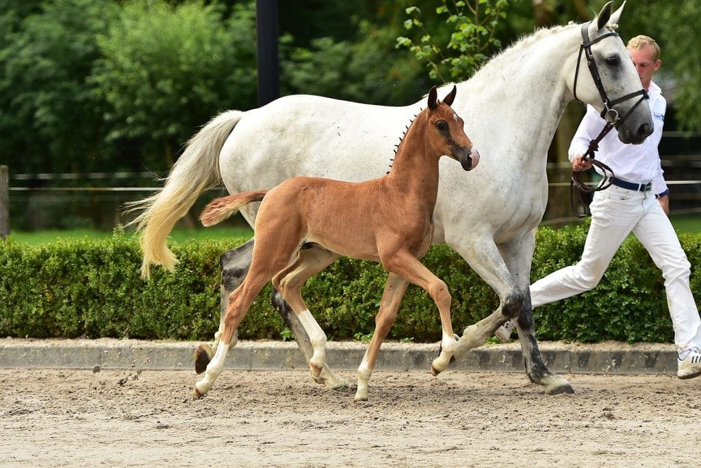 stallion