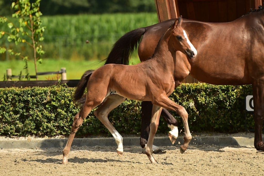 stallion