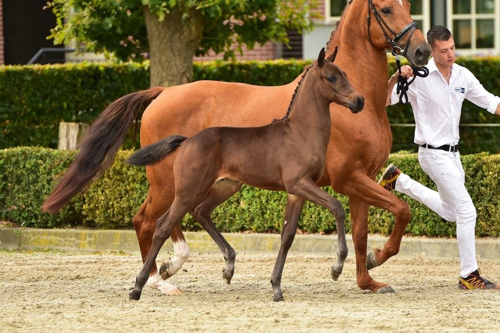 stallion