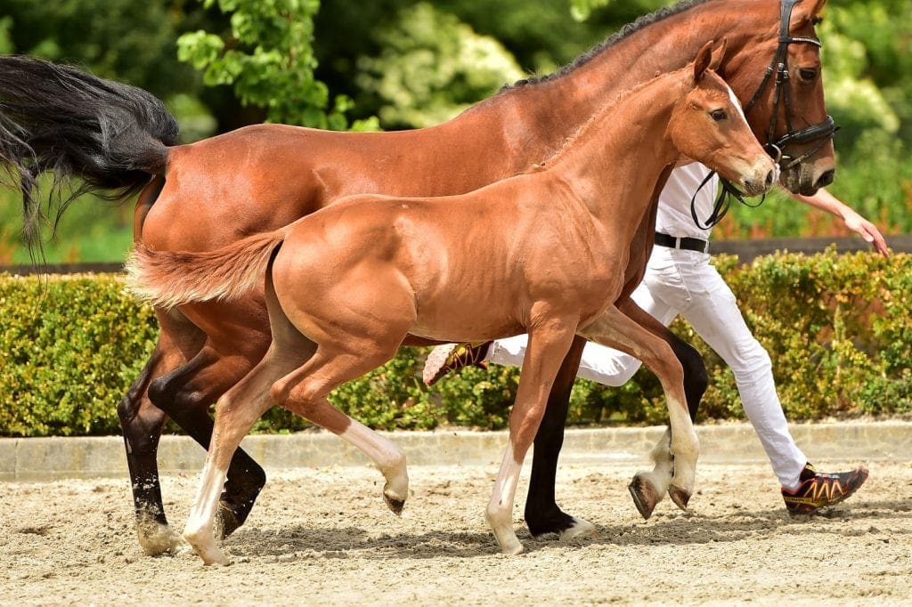 stallion