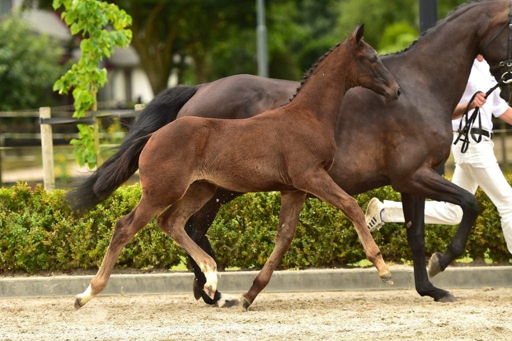 stallion