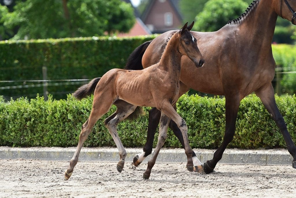 stallion