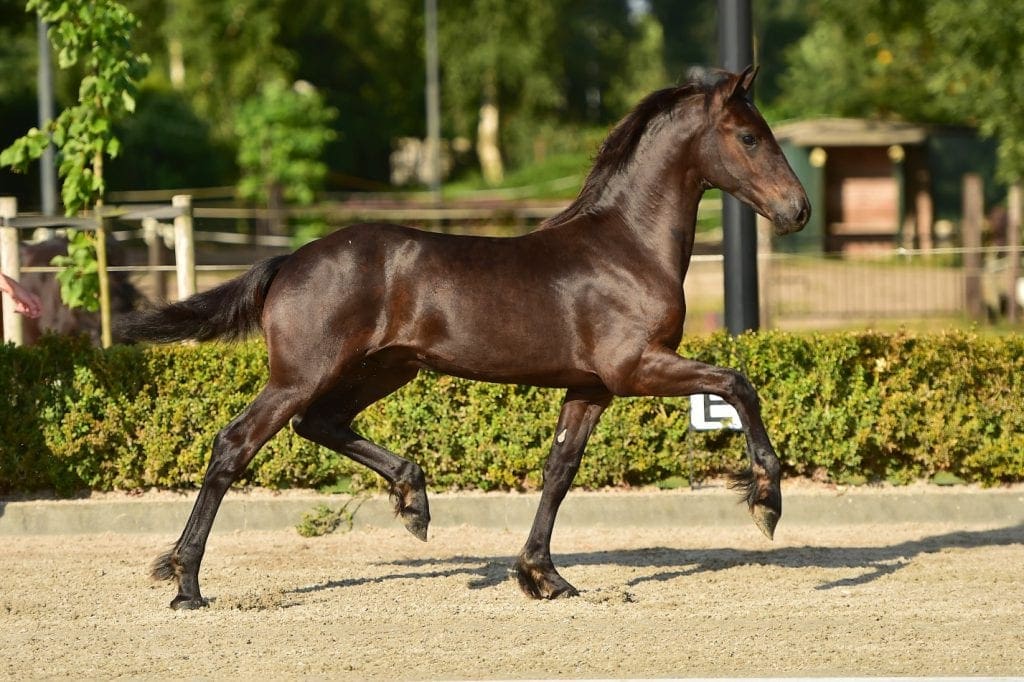 stallion
