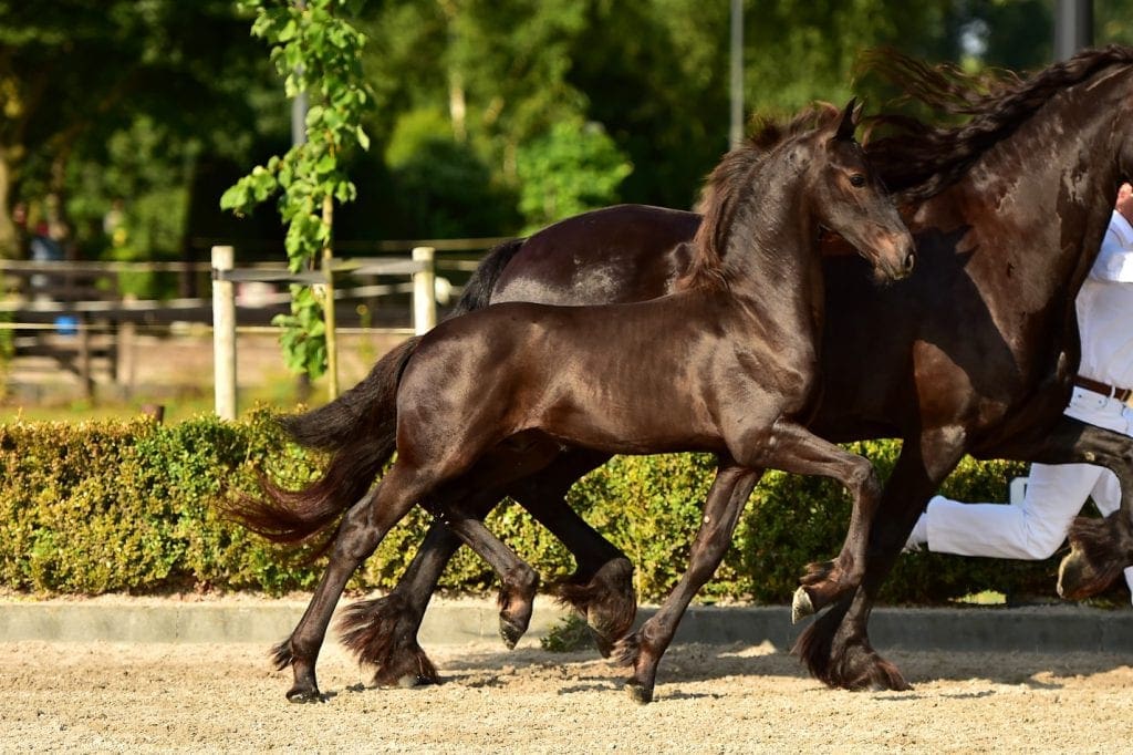 stallion