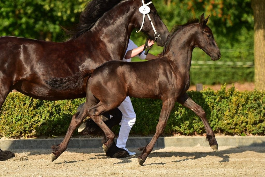 stallion