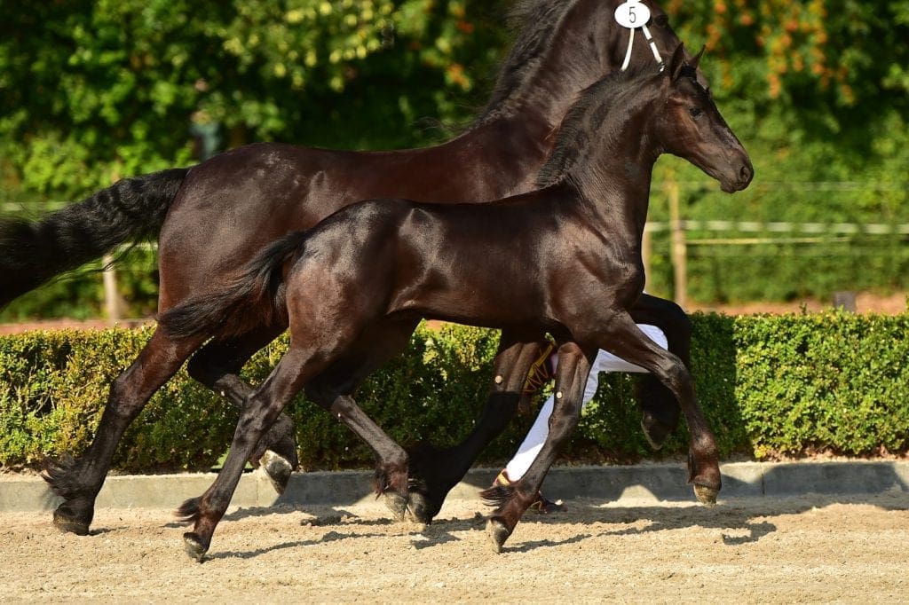 stallion