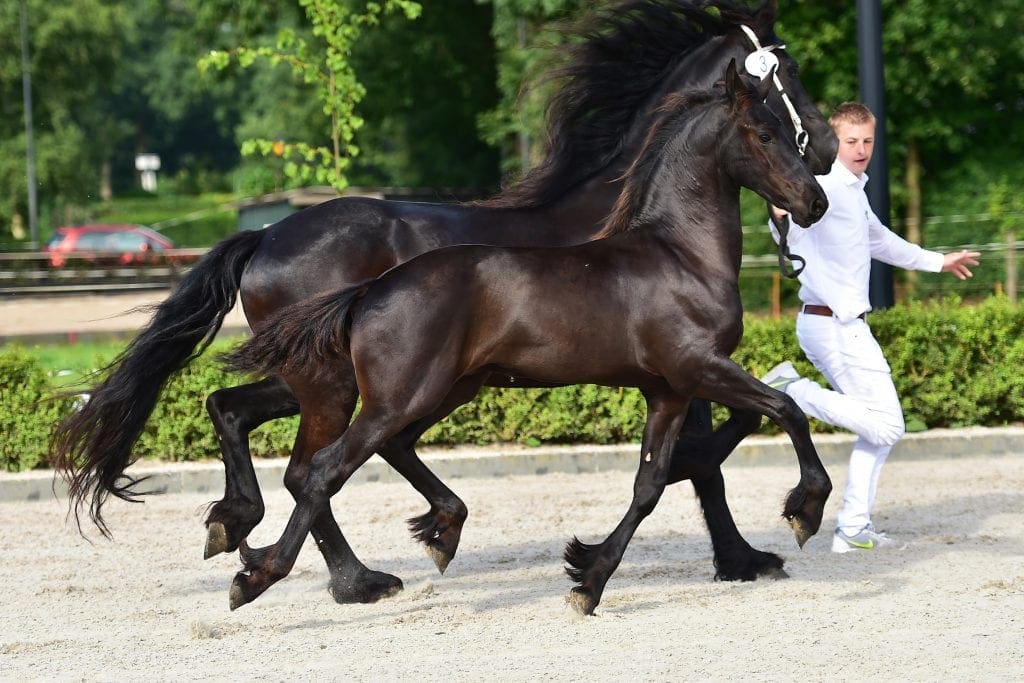 stallion