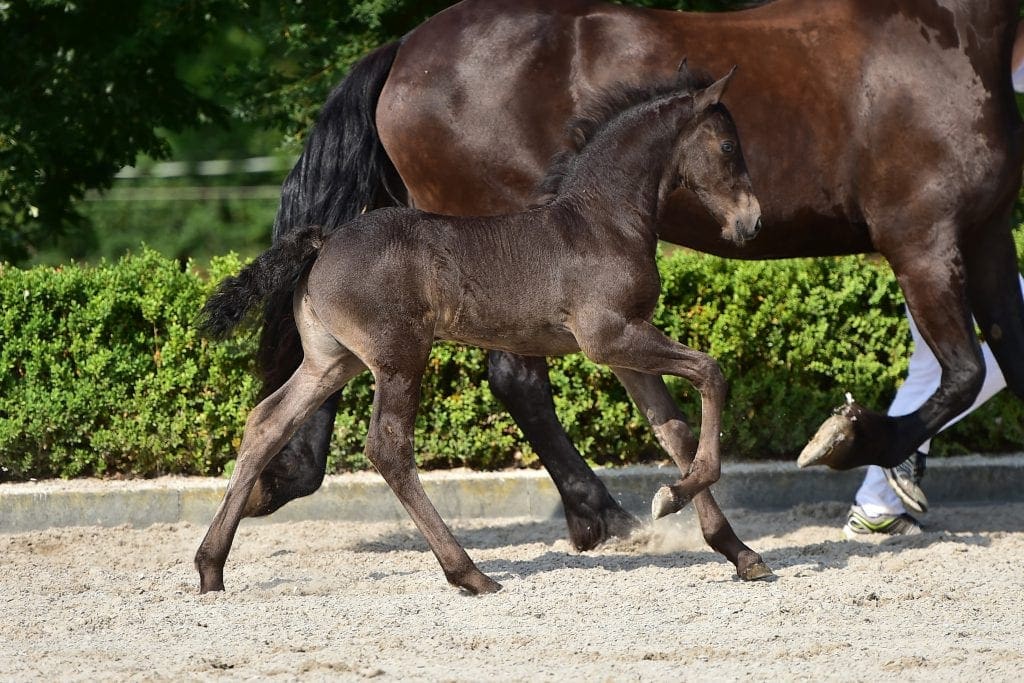 stallion