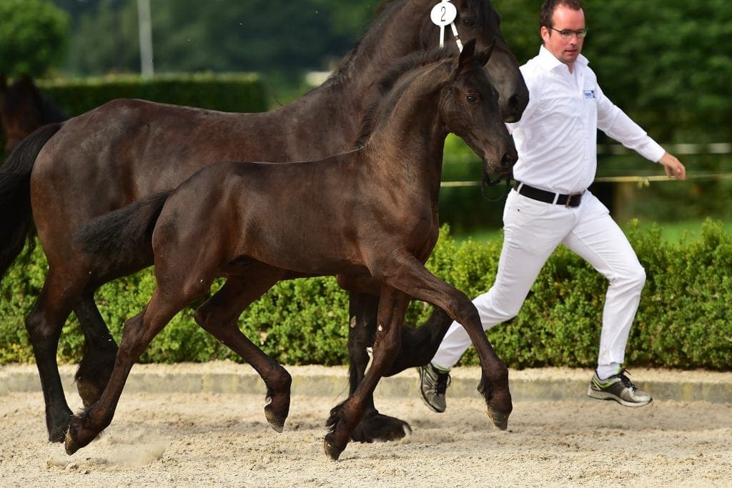 stallion