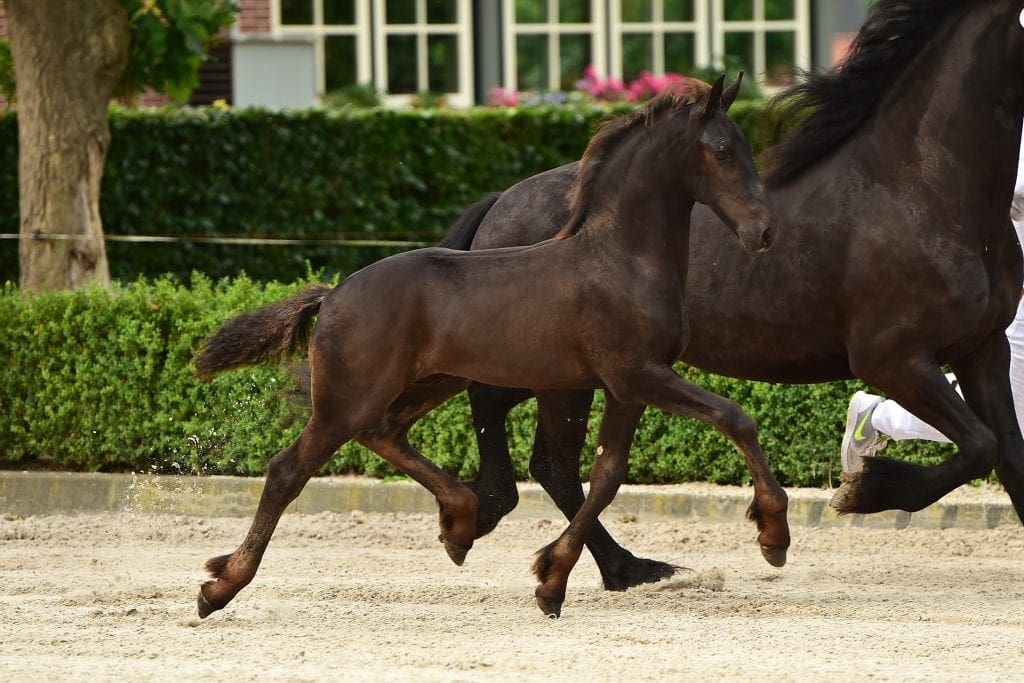 stallion