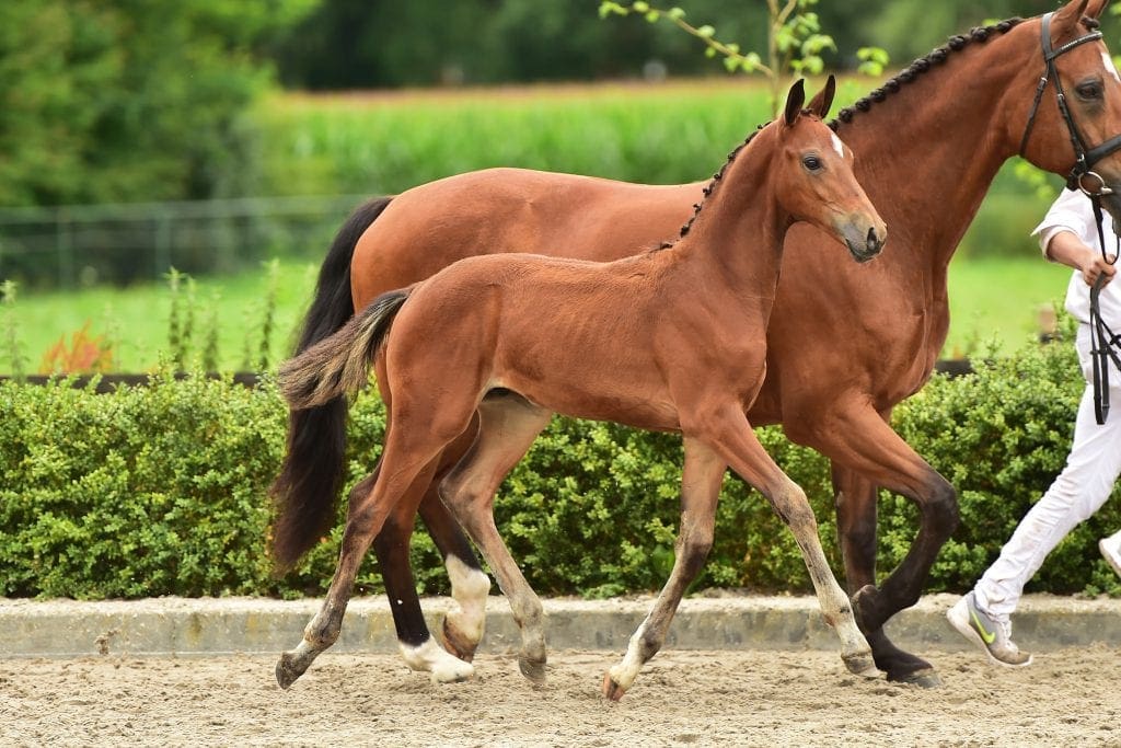 stallion