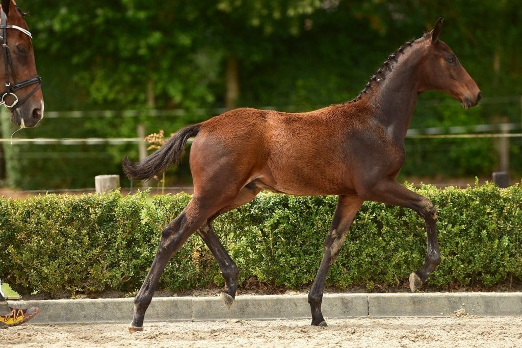 stallion