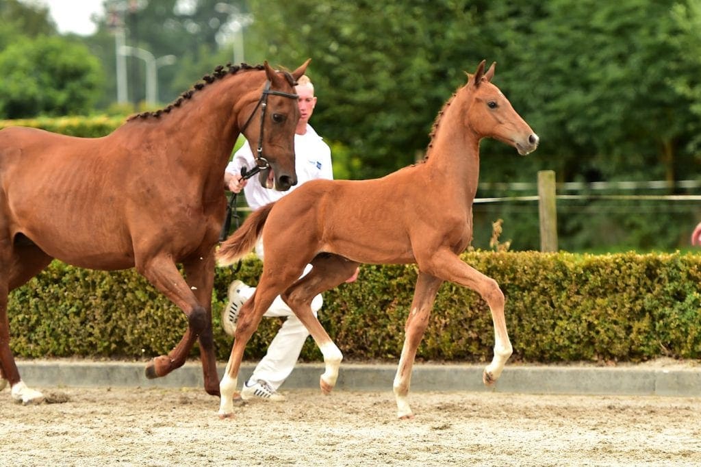 stallion
