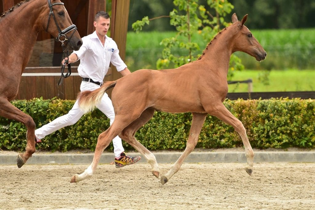 stallion