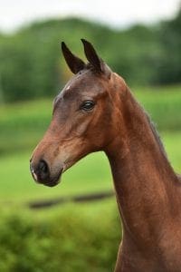 Glock's Toto Jr x Florencio x Krack C