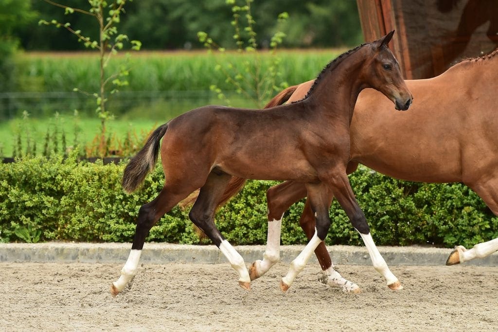 stallion