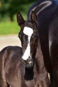 Glock's Toto Jr x Gribaldi x Elcaro