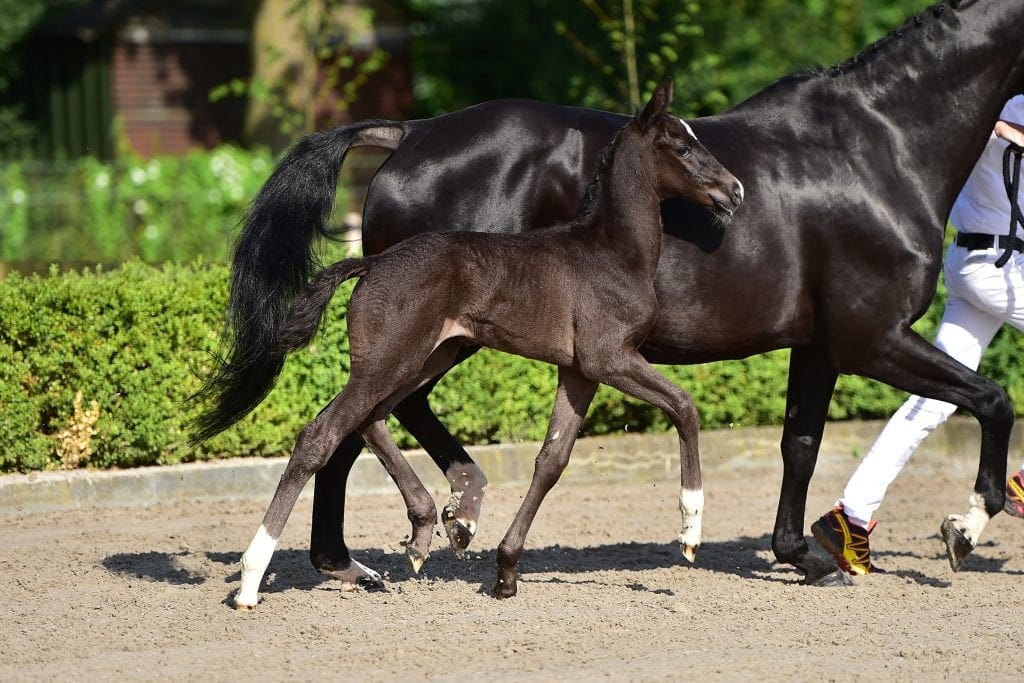 stallion
