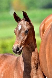 Glock's Toto Jr x Houston x Flemmingh