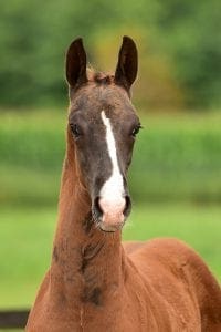 Grand Galaxy Win x Gribaldi x Havidoff
